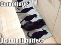 funny-pictures-this-cat-has-great-camouflage.jpg
