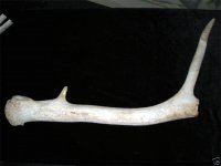 antler1.jpg