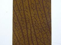 Bull Hide (honey brown).jpg