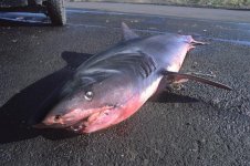 shark4.jpg