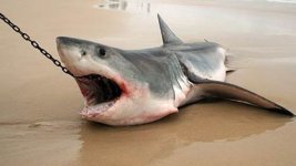 shark2.jpg