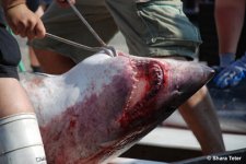 shark3.jpg