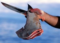 shark1.jpg