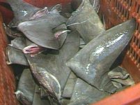 shark5.jpg