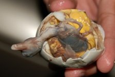 balut-tm.jpg