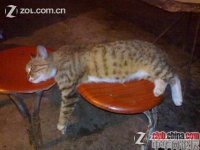 china-chinese-sleeping-in-internet-bar-15.jpg
