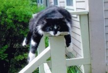 cat-sleeping-on-balcony.jpg