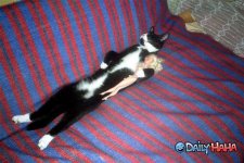 cat_sleeping_with_barbi.jpg