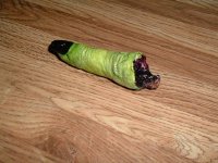 Witch Finger.jpg
