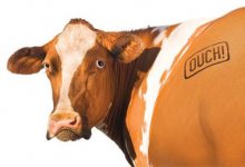 brand_cow.jpg