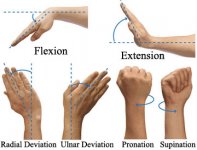 wrist_and_hand_terms_copy.jpg