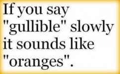 oranges.jpg