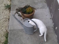 IMAG0118 copie.jpg