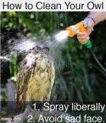 how-to-clean-your-owl.jpg