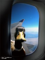 Always_watching____by_Anatidaephobia_Duck.jpg