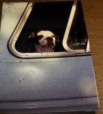 dog.jpg