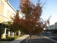 tree.jpg