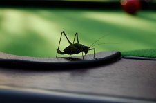 6_12-pool-table-bug.jpg