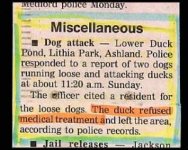 Dogs attack ducks.jpg