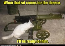 RAT COMES.jpg