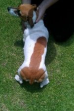 dog.jpg