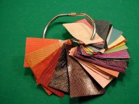 Lizard colors and Ostrich 005.jpg