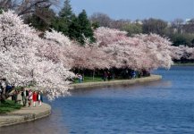 cherry-blossom-festival-basin-387699-ga.jpg