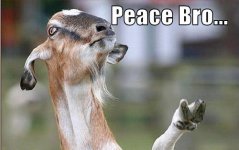 funny-pictures-goat-gives-peace-sign.jpg
