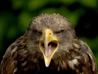young-eagle-attitude_12596_600x450.jpg