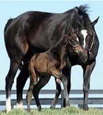 zenyatta26Foal2012MKTeamZenyatta225.jpg