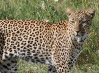 Leopard.jpg