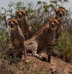 Cheetah.jpg