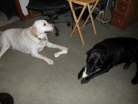 Belli_and_Sammy_010611.JPG