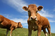 methane-cow-1.jpg