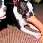 dog bone.jpg