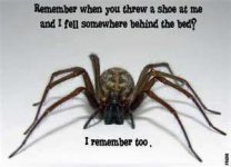 spider.jpg