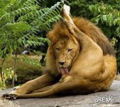LionLickingOwnNuts-1.jpg