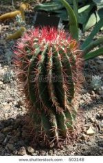 FIRE CACTUS.jpg
