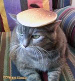 pancake-cat-738537.jpg pancake-cat-738537.jpg
