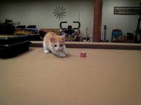 6-12-kitty-b.jpg