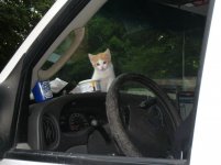 6-12-kitty-f.jpg