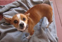 Chihuahua.jpg
