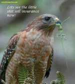 geico.jpg