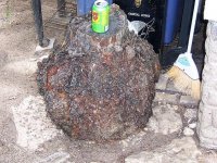 Rudicherry burl 001.jpg