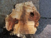 Hard Maple Burl 007.jpg