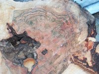 Hard Maple Burl 004.jpg