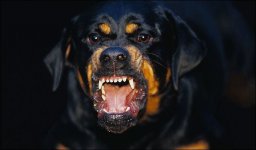 rottie.jpeg
