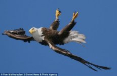 eagle.jpg