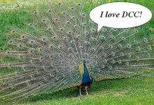 peacock.jpg