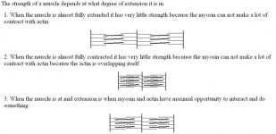 Intermediate Muscle Strength.JPG
